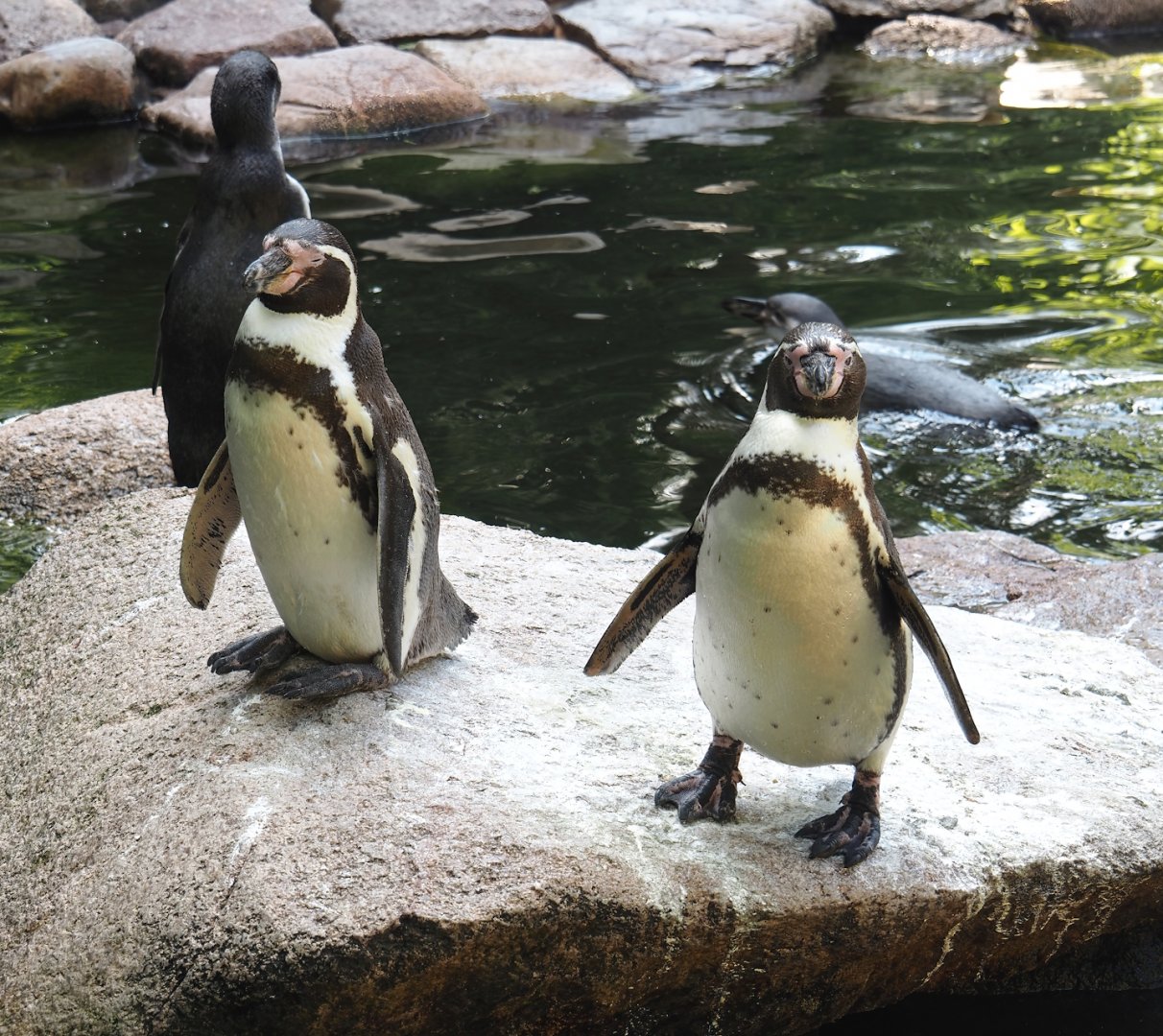 Humboldt penguins (Spheniscus humboldti), 2024-05-23