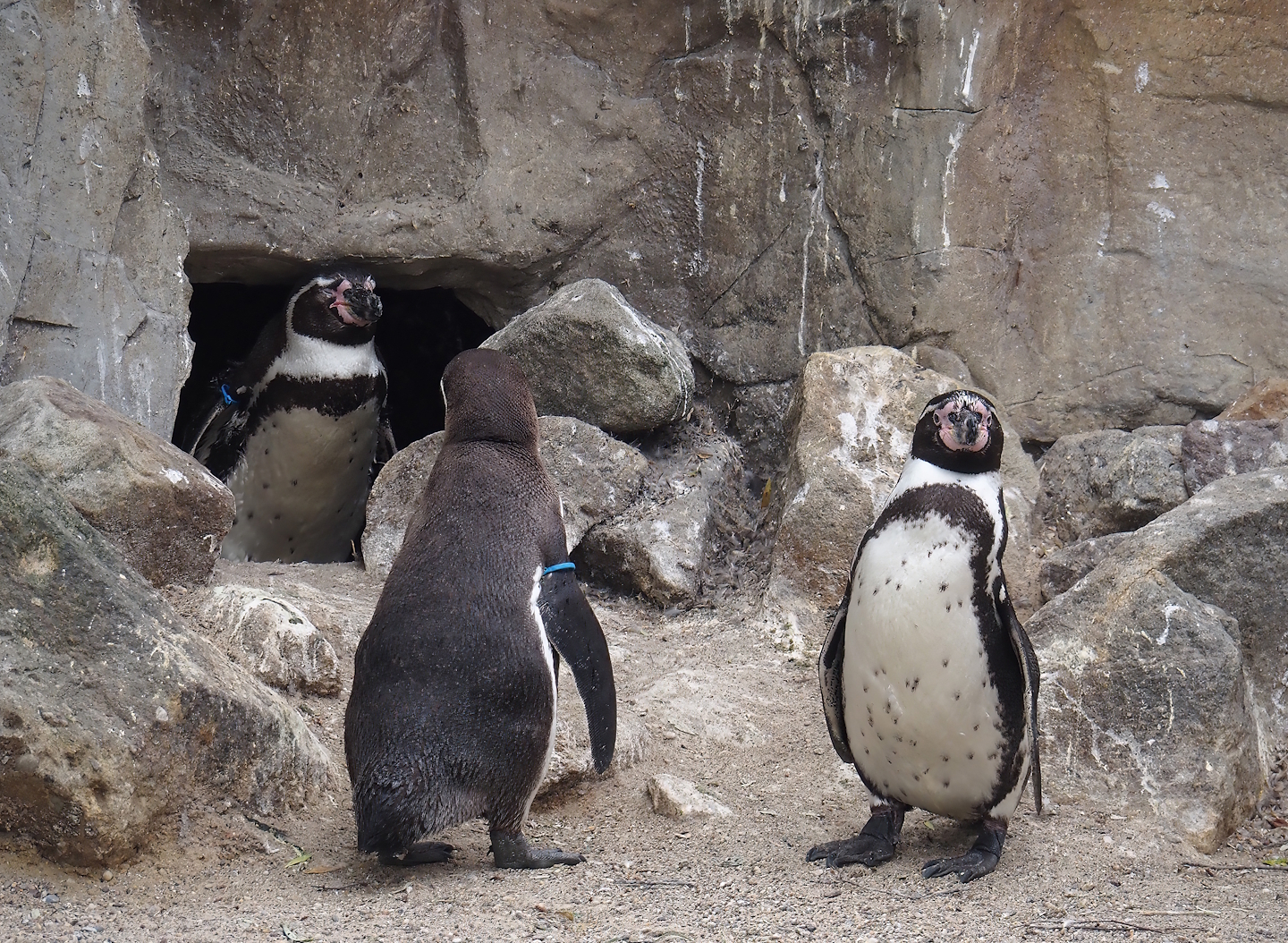 Humboldt penguins (Spheniscus humboldti), 2025-05-22