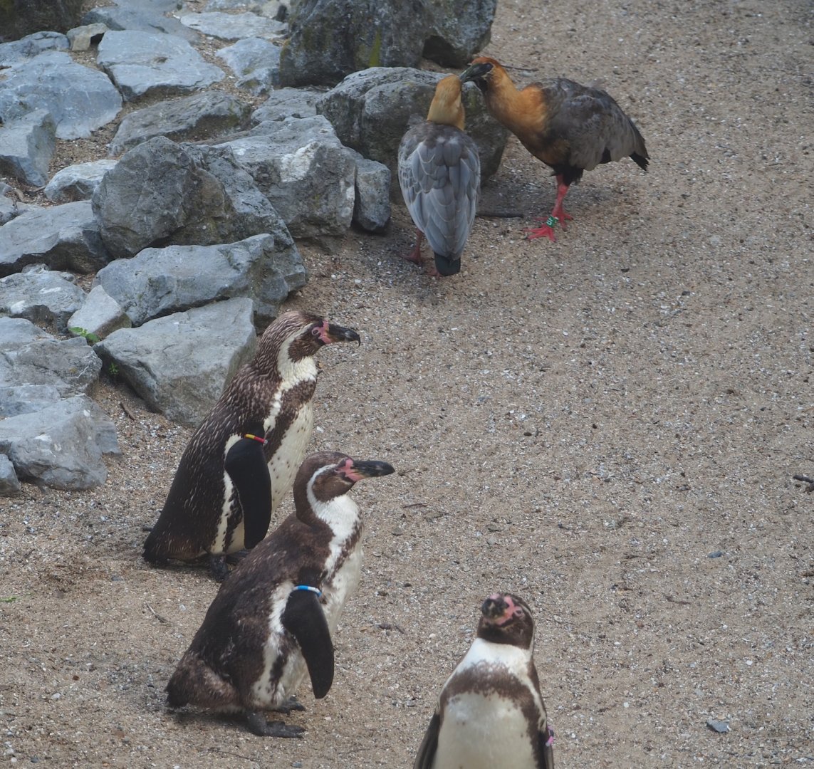 Humboldt penguins (Spheniscus humboldti) and Black-faced ibises (Theristicus melanopis), 2023-07-26
