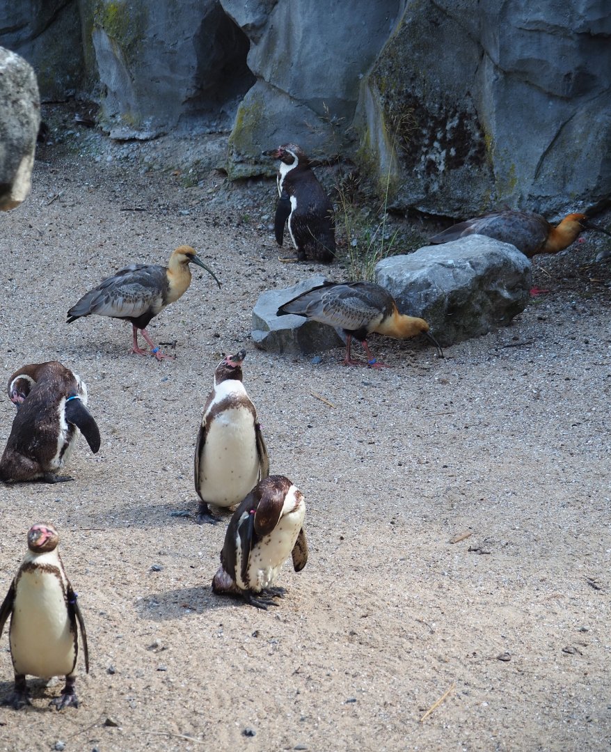 Humboldt penguins (Spheniscus humboldti) and Black-faced ibises (Theristicus melanopis), 2023-07-26