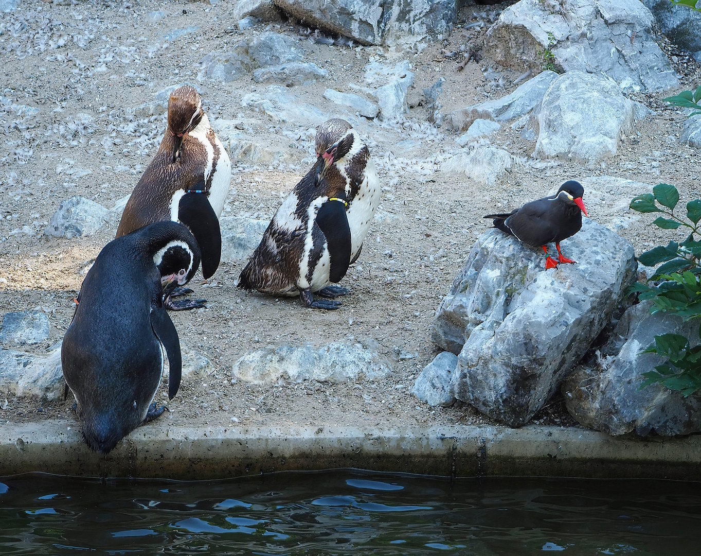 Humboldt penguins (Spheniscus humboldti) and Inca tern (Larosterna inca), 2022-08-07