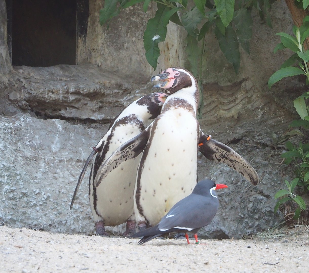 Humboldt penguins (Spheniscus humboldti) and Inca tern (Larosterna inca), 2023-06-04