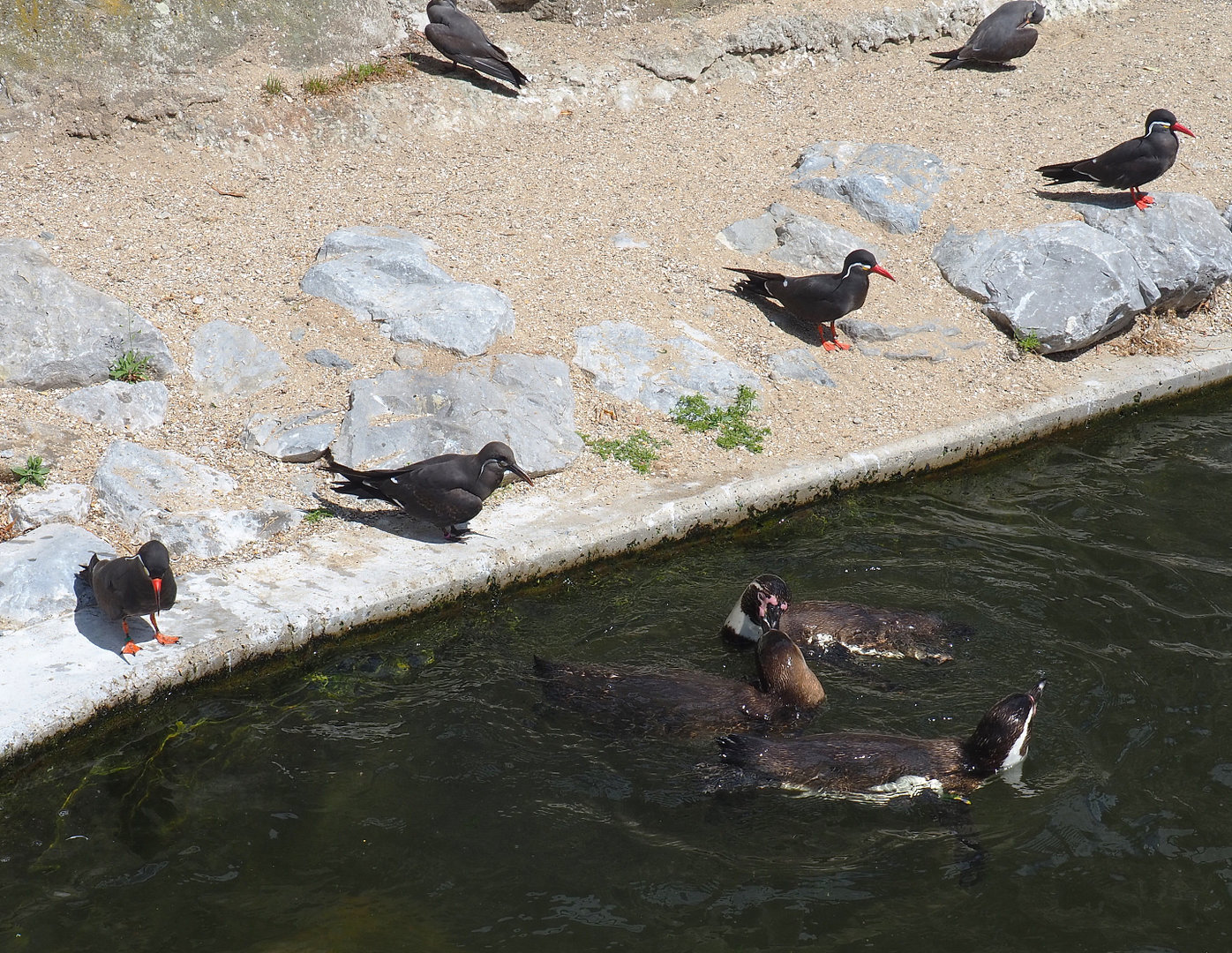 Humboldt penguins (Spheniscus humboldti) and Inca terns (Larosterna inca), 2022-05-28