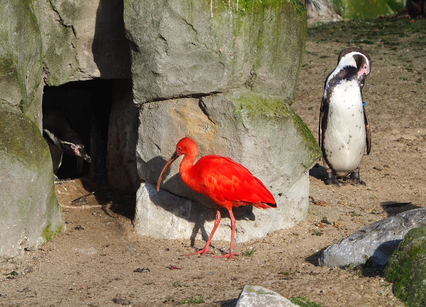 Humboldt penguins (Spheniscus humboldti) and Scarlet ibis (Eudocimus ruber), 2021-12-22