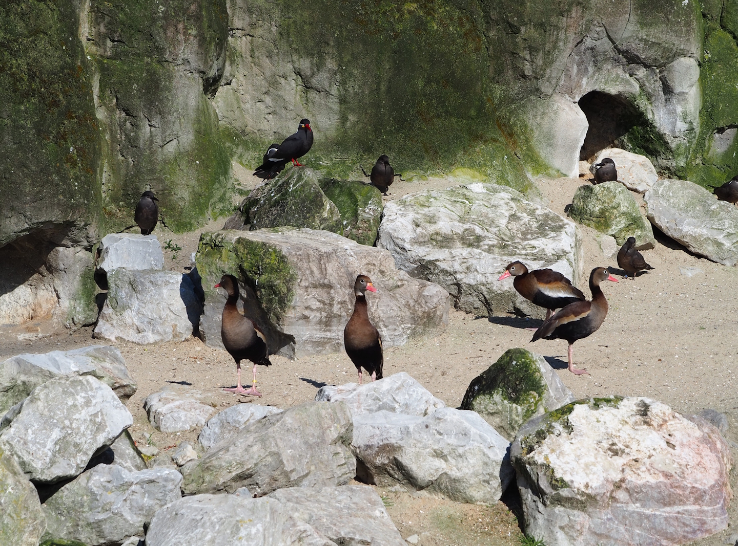 Humboldt penguins (Spheniscus humboldti) and Southern black-bellied whistling ducks (Dendrocygna autumnalis autumnalis), 2024-03-04