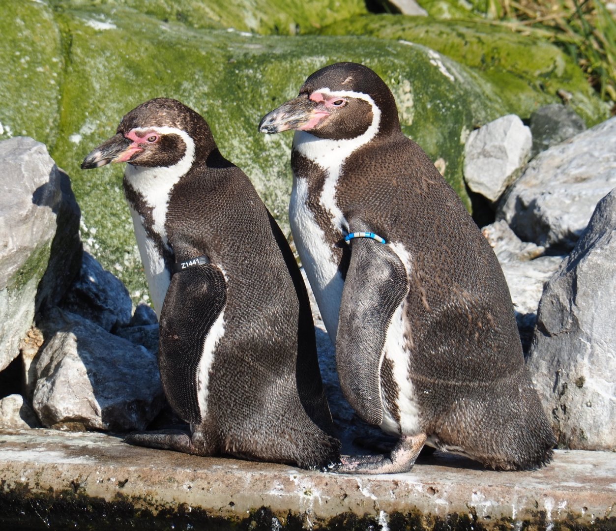 Humboldt penguins (Spheniscus humboldti), Feb 16th, 2019
