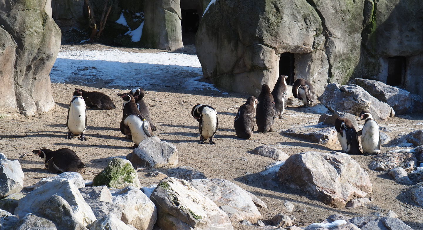 Humboldt penguins (Spheniscus humboldti) on their beach, 2021-02-14