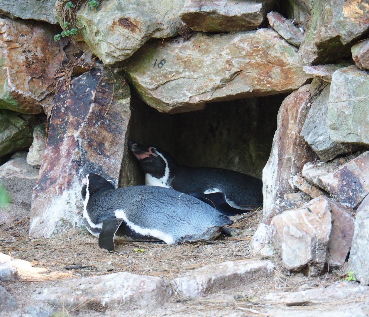 Humboldt penguins (Spheniscus humboldti), Sep 2nd, 2018
