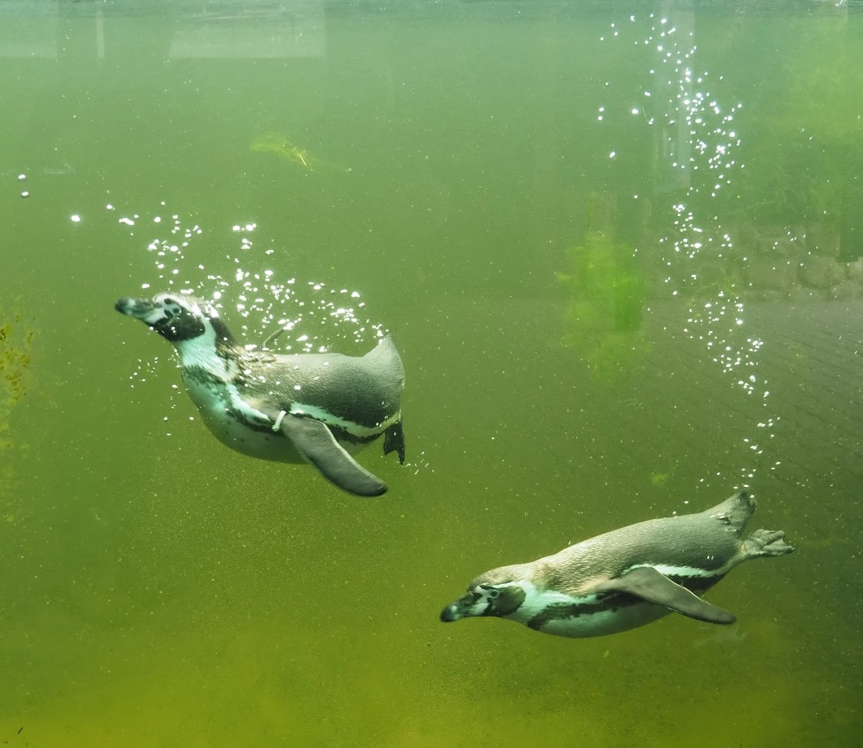 Humboldt penguins (Spheniscus humboldti) underwater, 2025-05-22