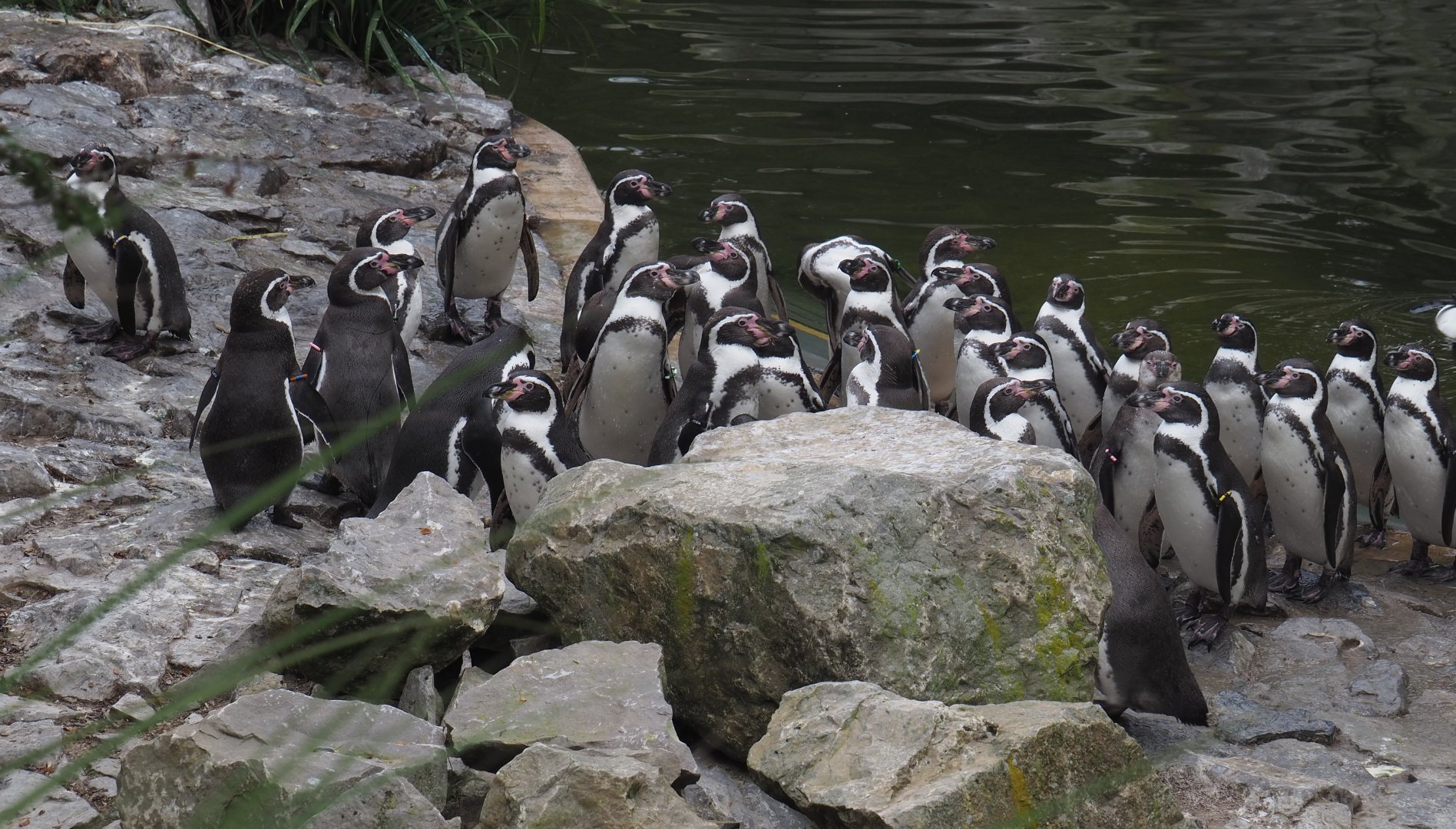 Humboldt penguins (Spheniscus humboldti) waiting to be fed, 2020-10-19