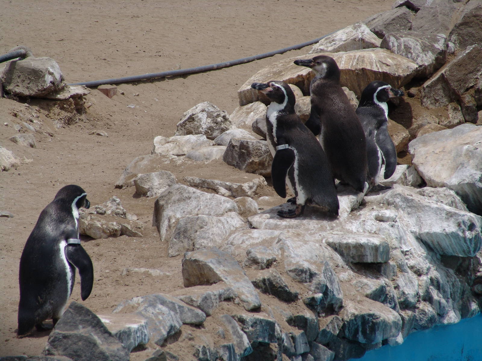 Humboldt Penguins (Spheniscus humboldti)