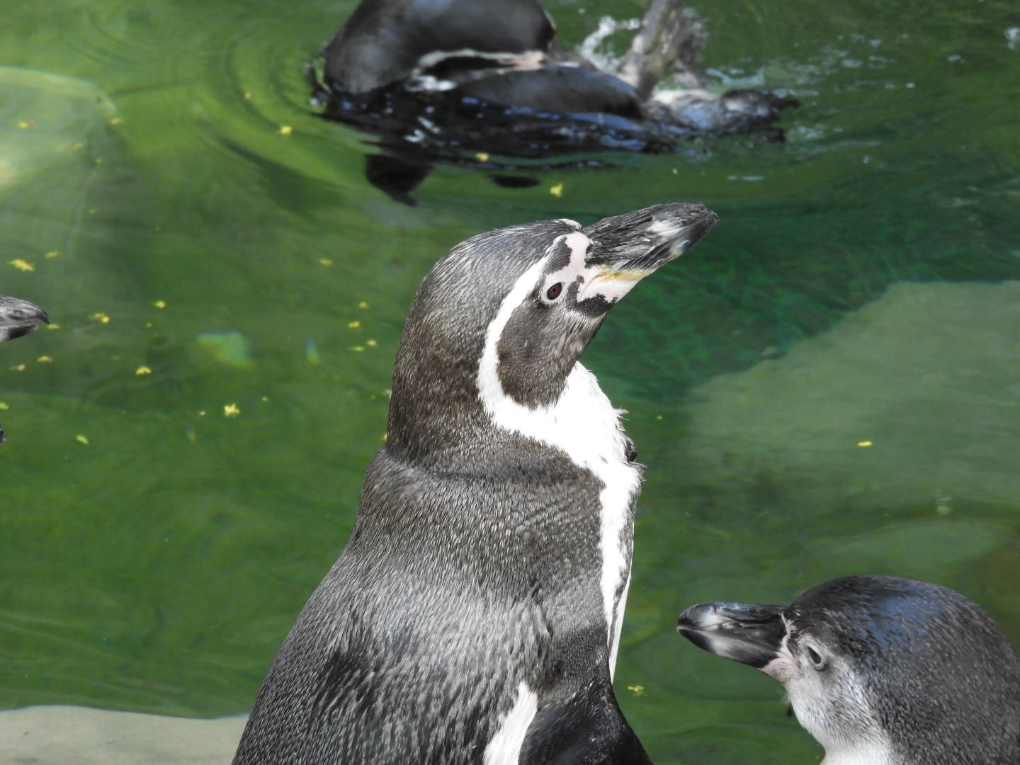 Humboldt Penguins (Spheniscus humboldti)