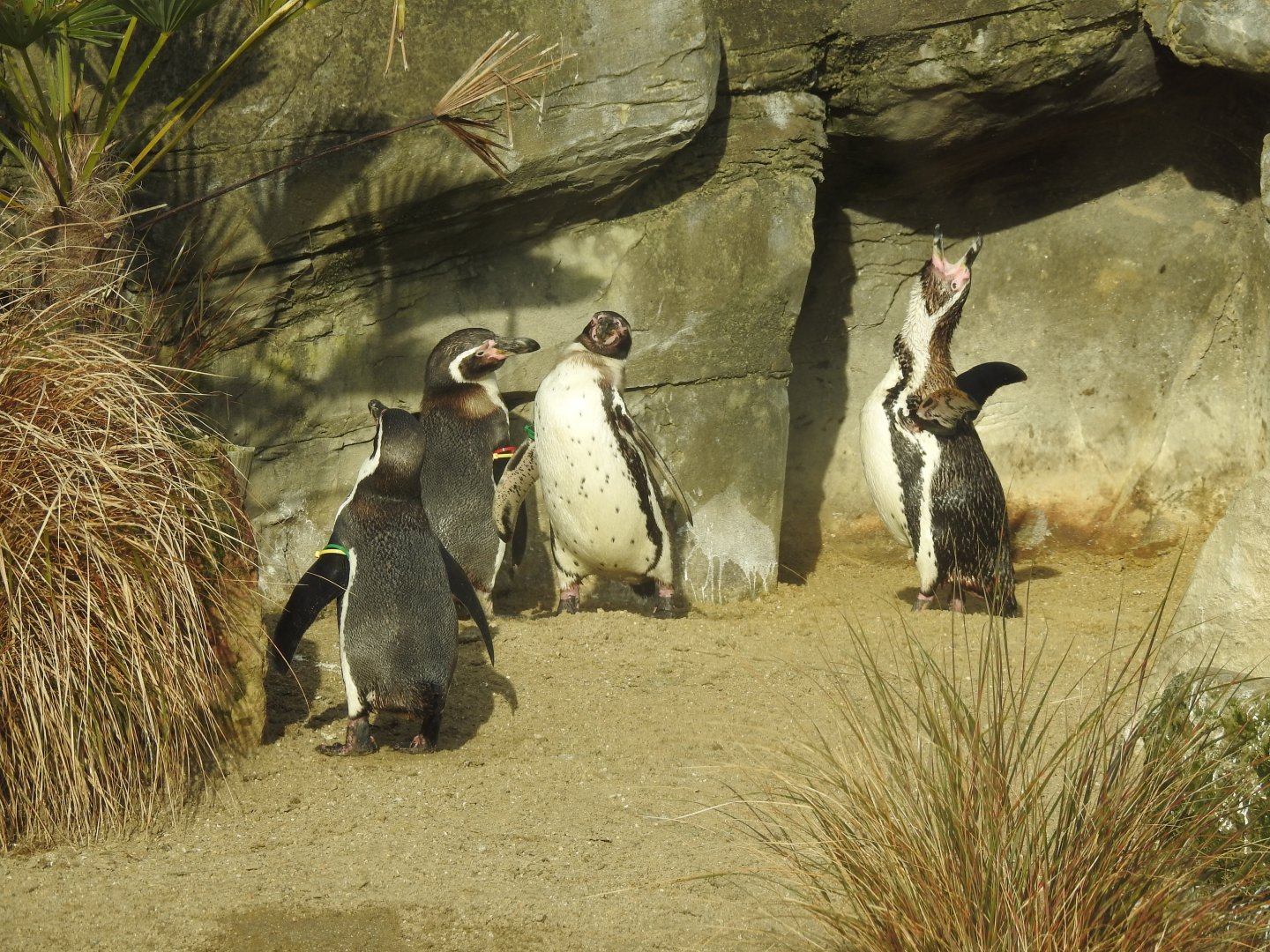 Humboldt Penguins (Spheniscus humboldti)