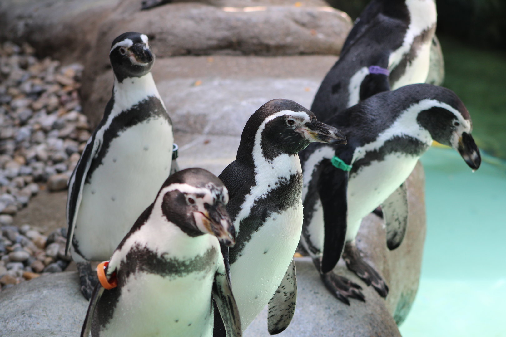 Humboldt Penguins (Spheniscus humboldti)