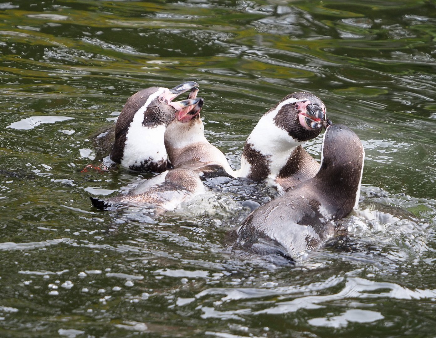Humboldt penguins swimming and fighting (Spheniscus humboldti), 2021-11-06