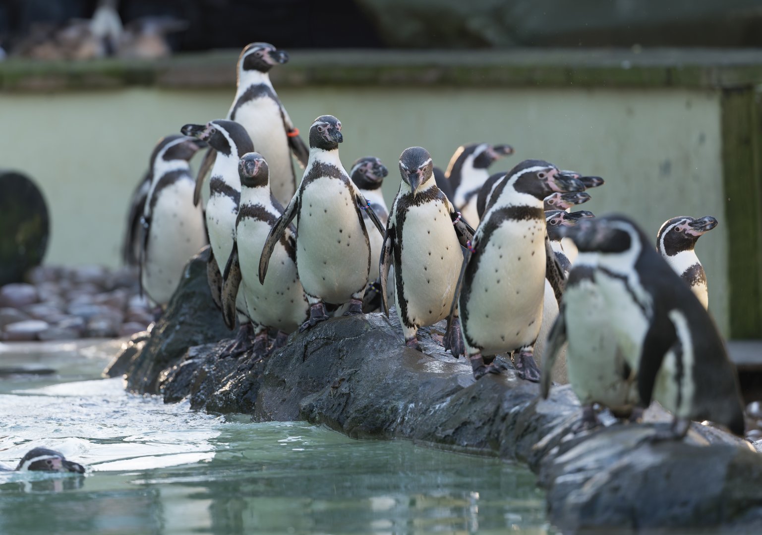 Humboldt penguins, Twycross, UK