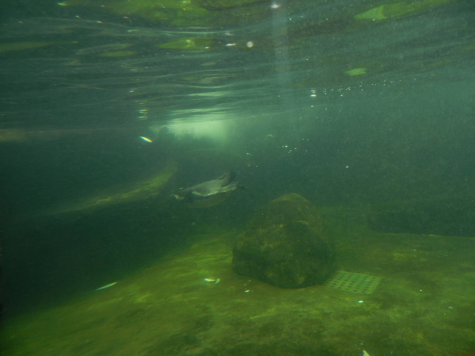 Humboldt Penguins Underwater at SEA LIFE Scarborough - 26/08/2012
