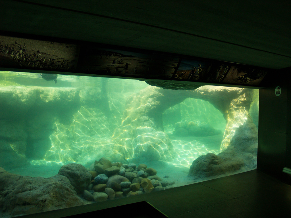 Humboldt penguins (underwater vision)
