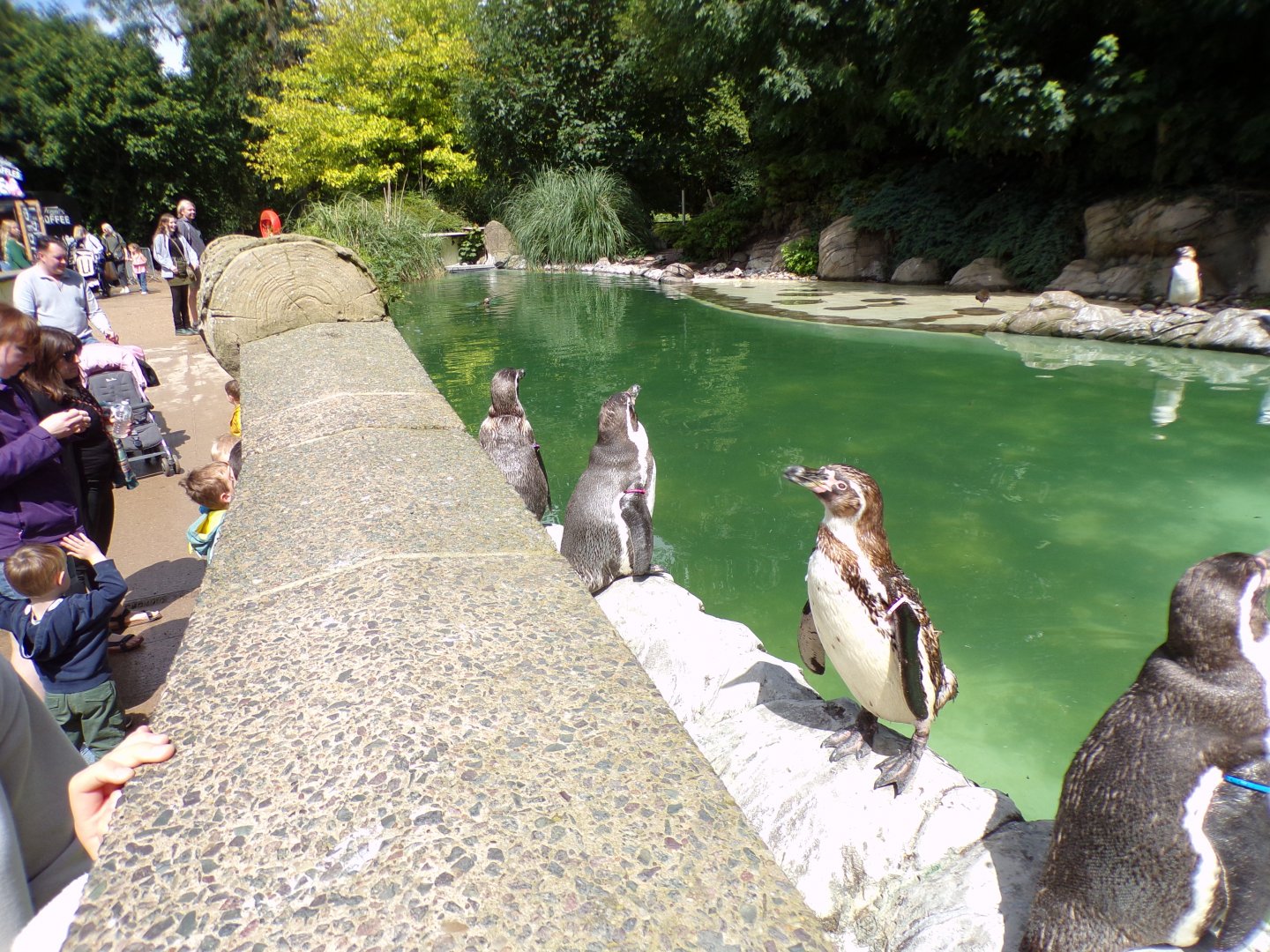 Humboldt penguins VERY close to visitors 7.7.24