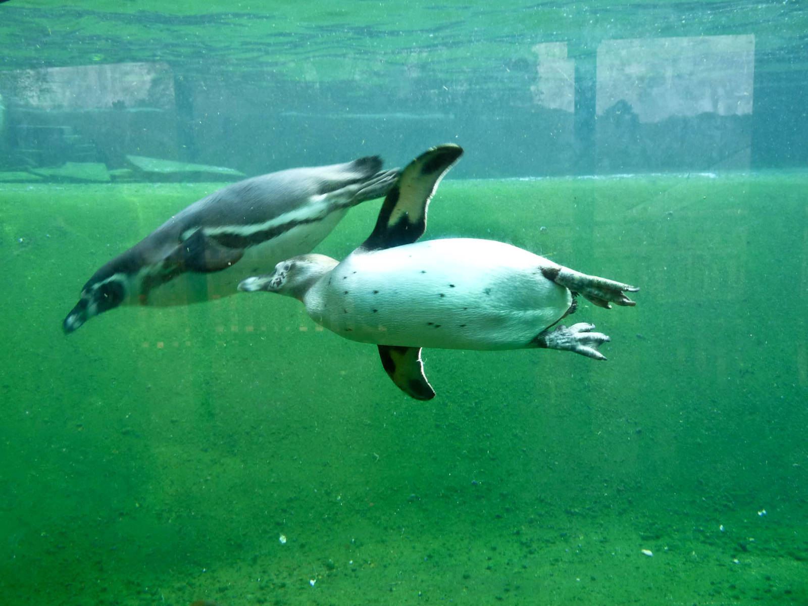 Humboldt Penguins Viewing Window