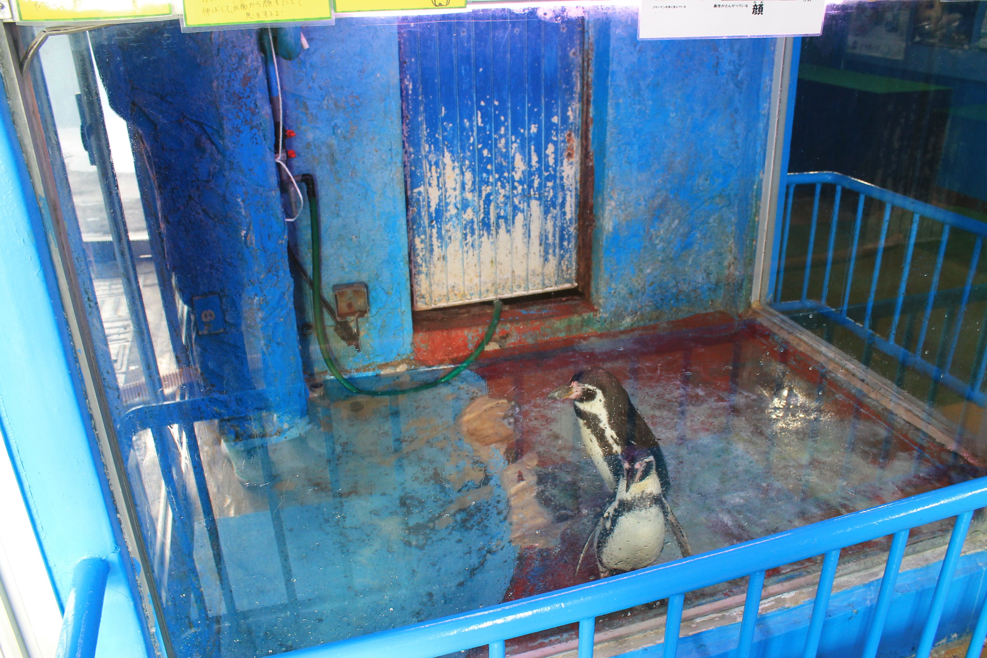 Humboldt Penguins, Wakkanai Aquarium