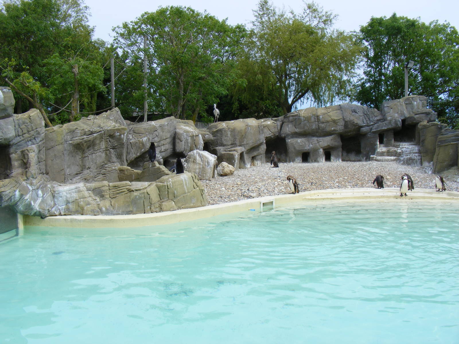 Humboldt penguins with heron (on back wall) at Drusillas Park, 23 May 2009