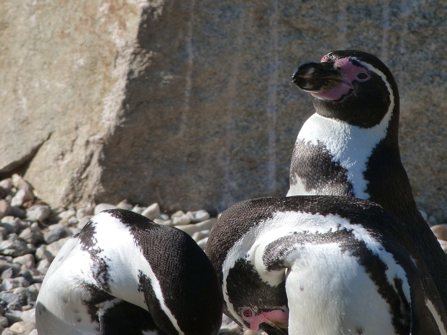 Humboldt penguins -Zoo Plzeň (2025)