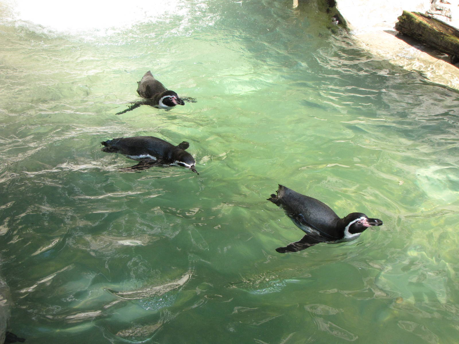 Humboldt Penguins