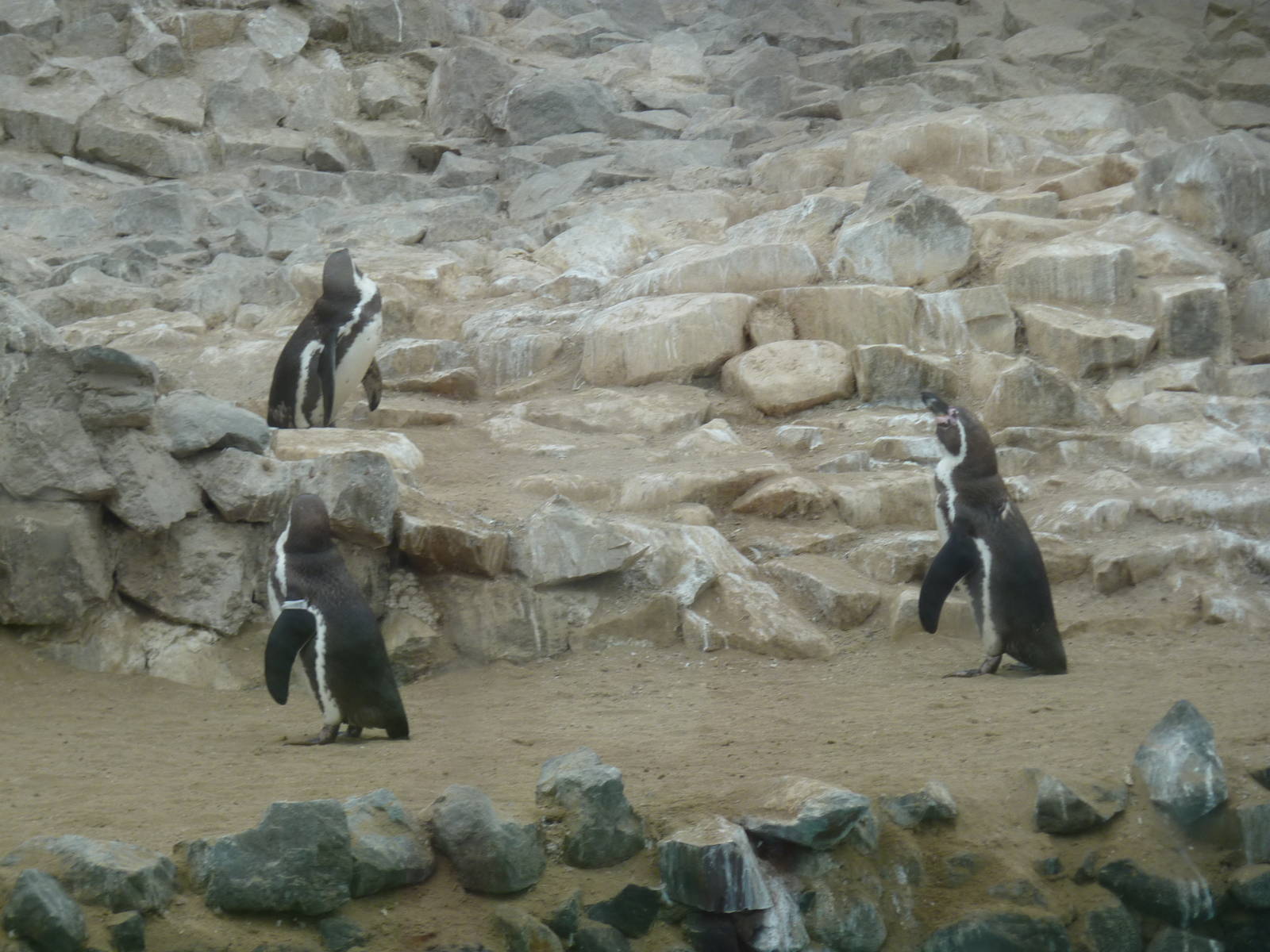 Humboldt Penguins