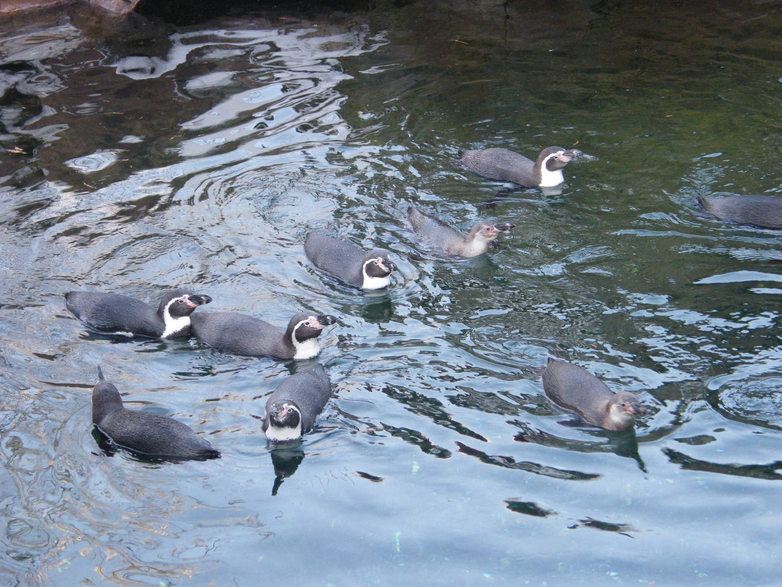 Humboldt penguins