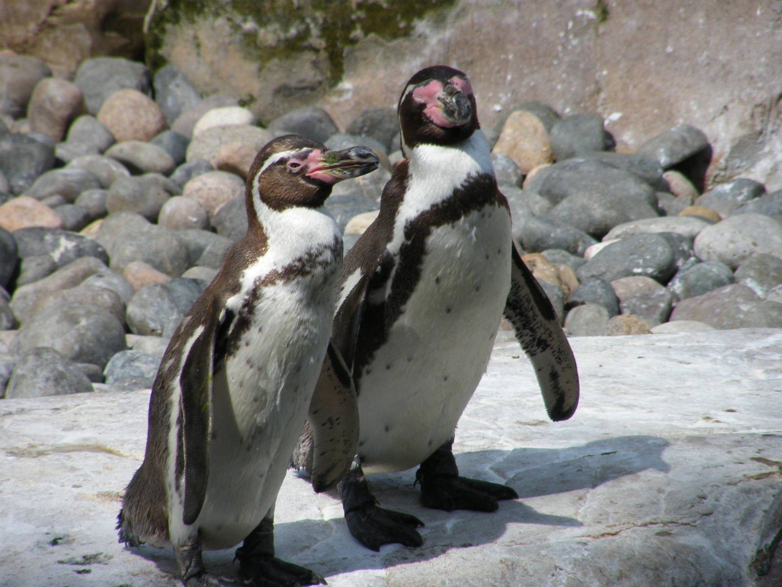 Humboldt penguins