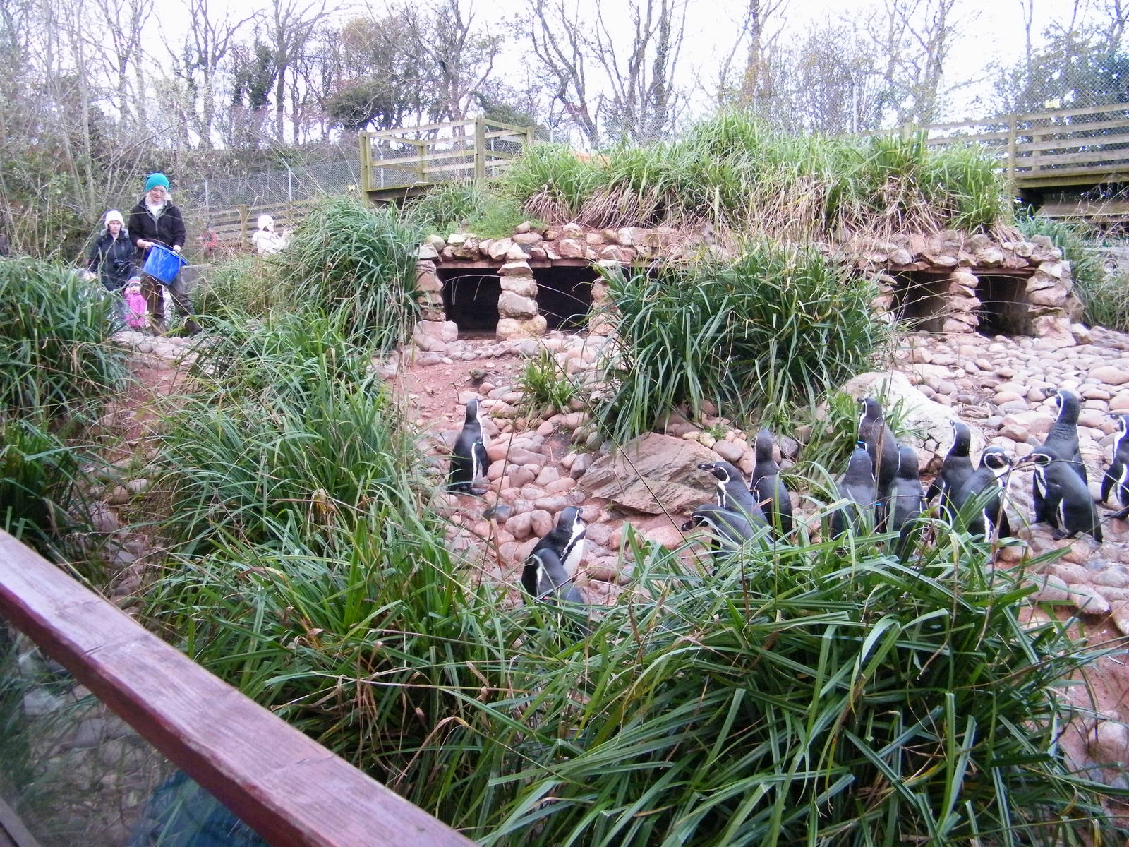 Humboldt Penguins