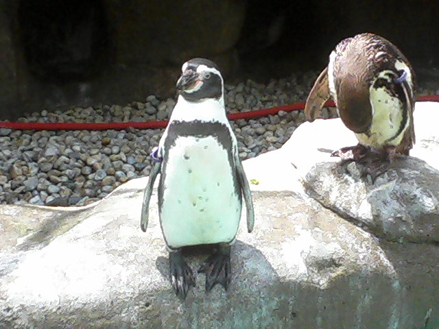 Humboldt Penguins