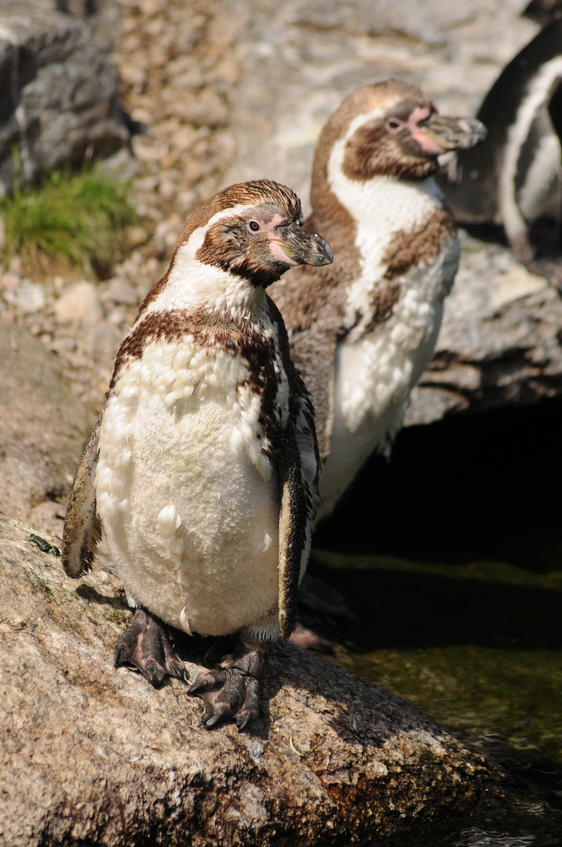 Humboldt penguins