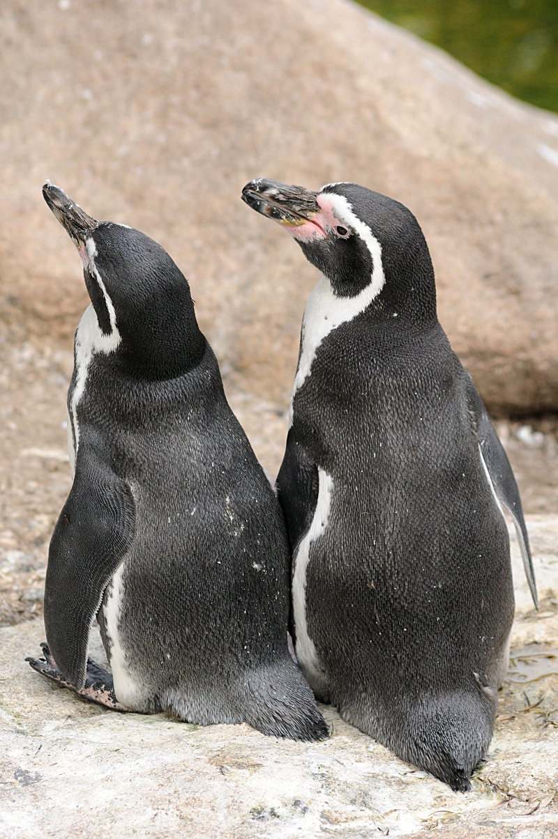 Humboldt penguins