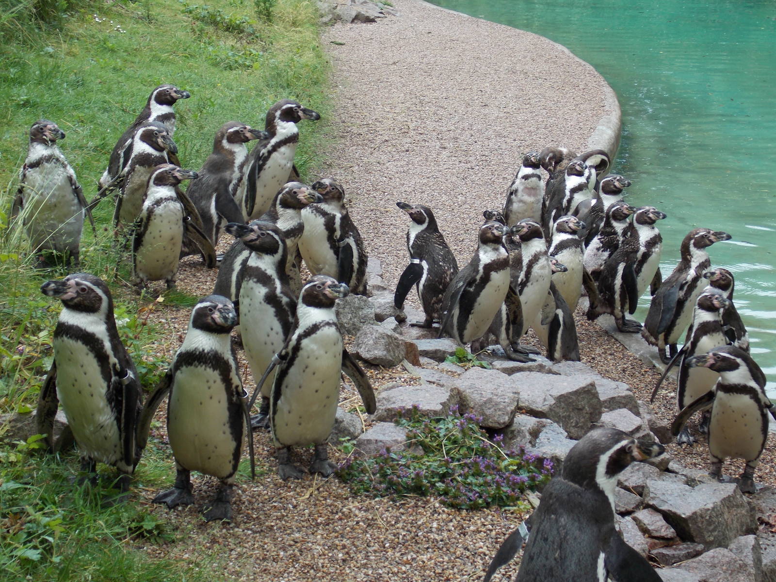 Humboldt Penguins