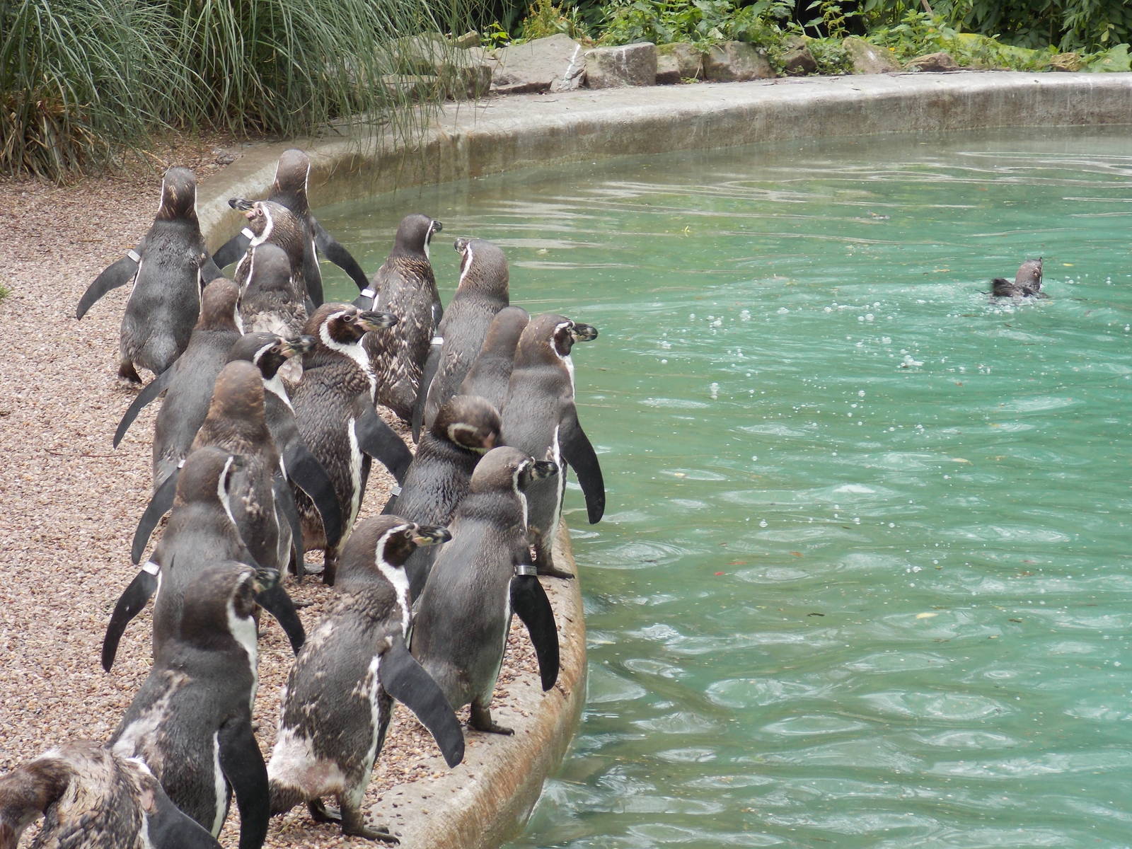Humboldt Penguins