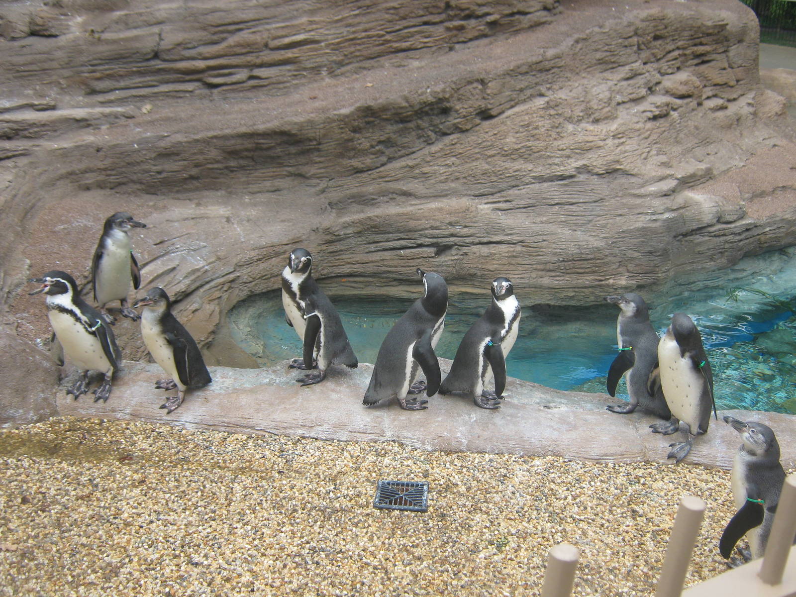Humboldt Penguins