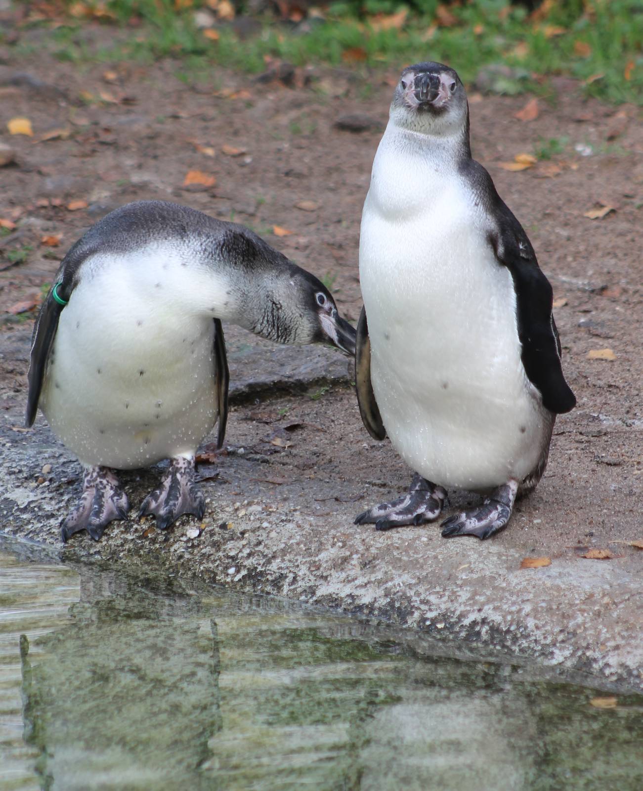 Humboldt penguins