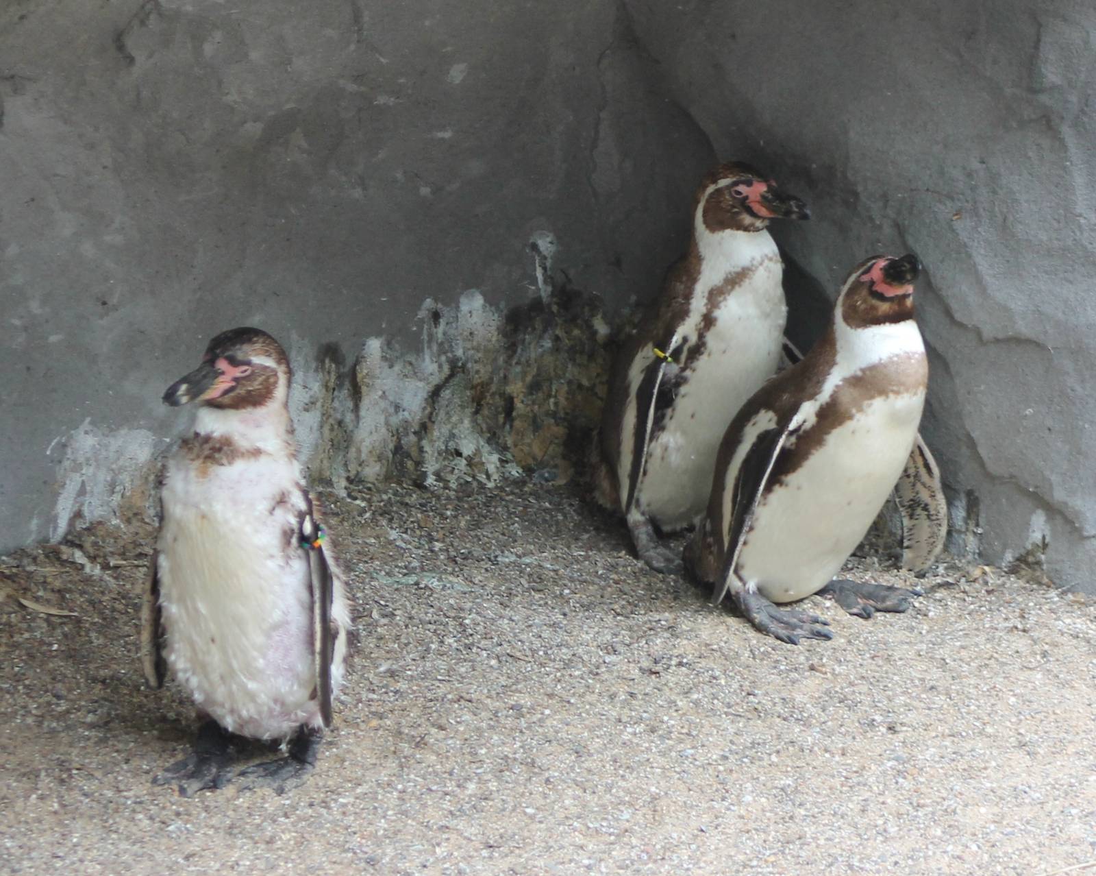 Humboldt penguins