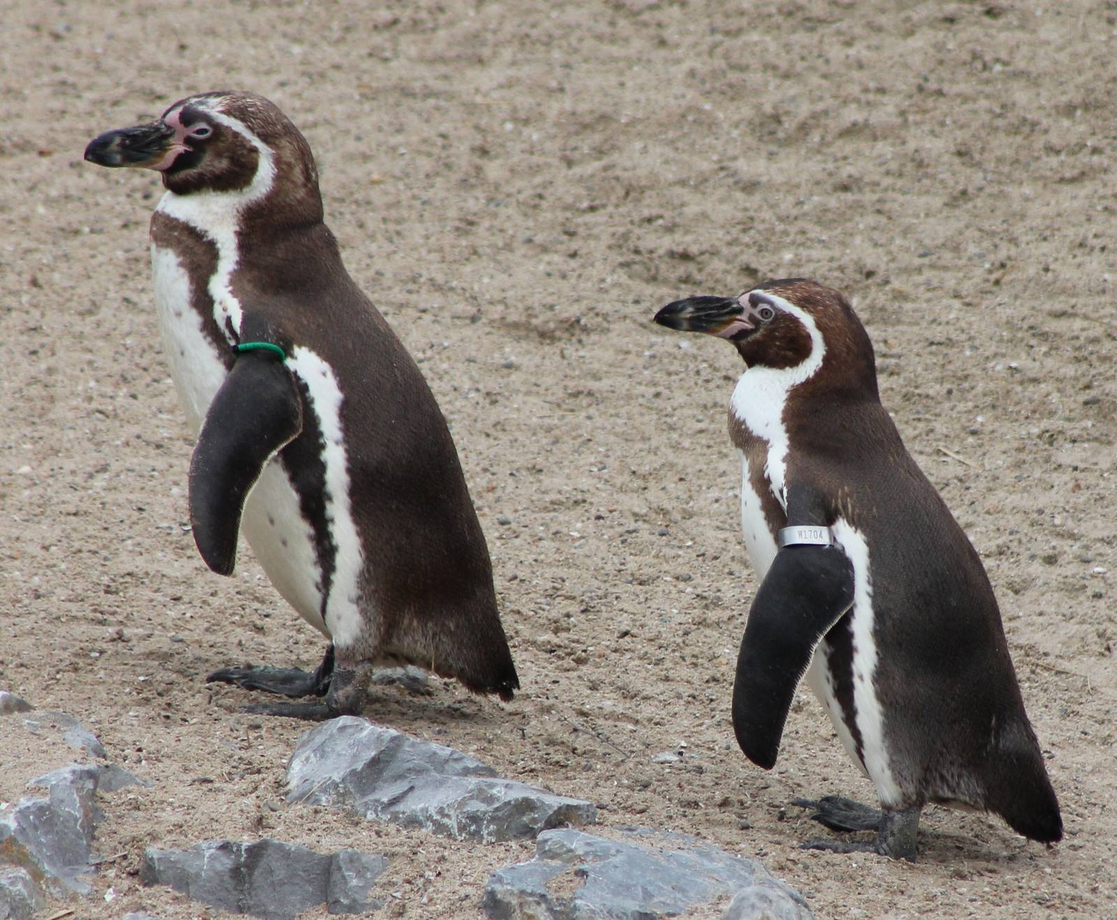 Humboldt penguins