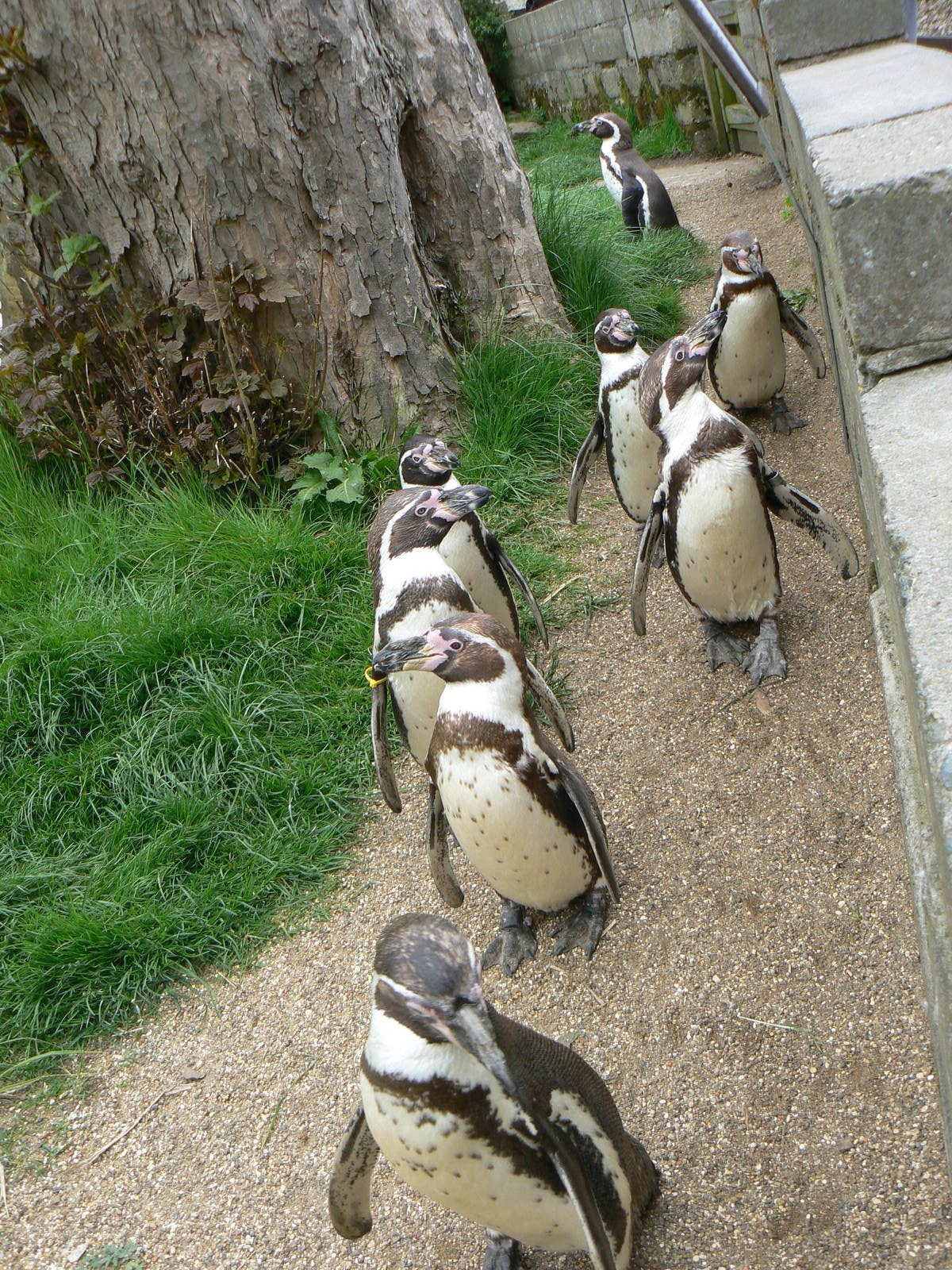 Humboldt Penguins