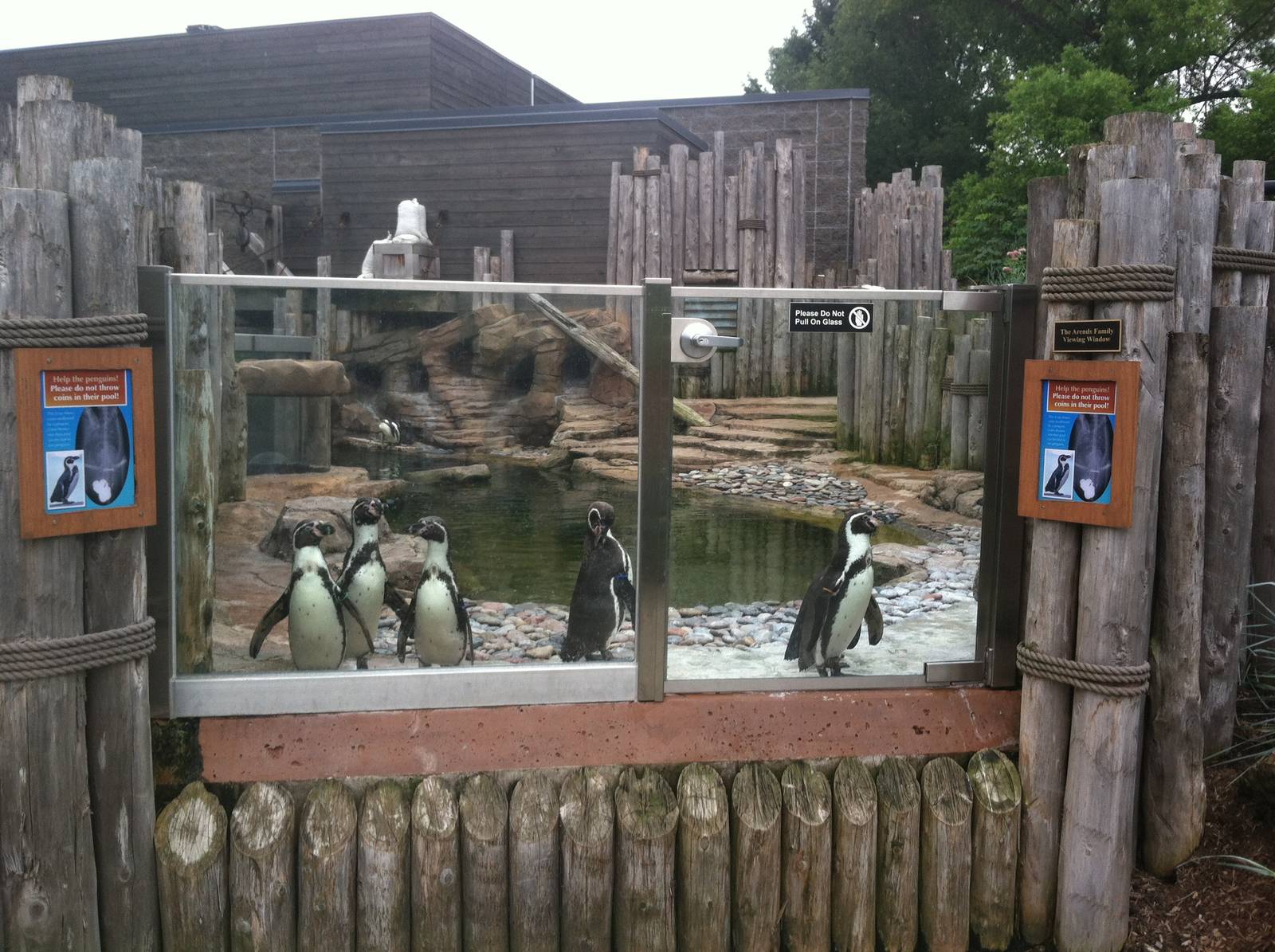 Humboldt Penguins