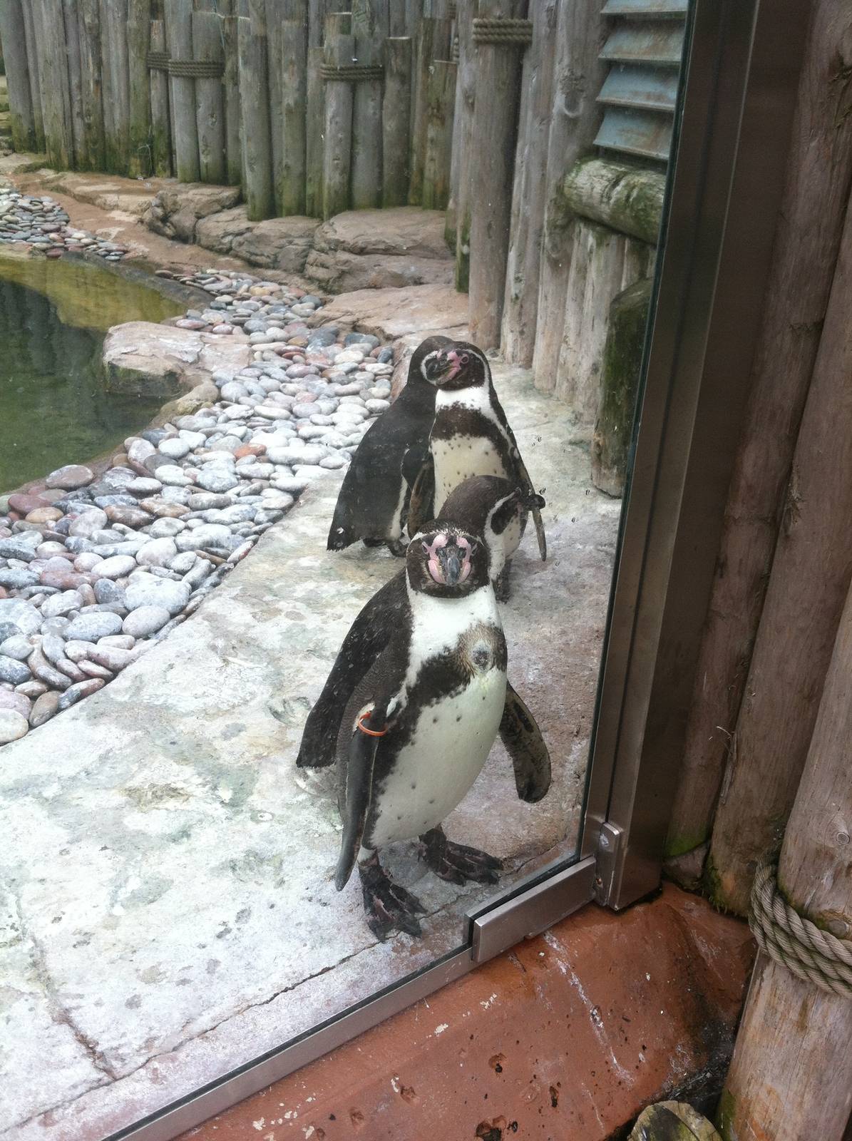 Humboldt Penguins