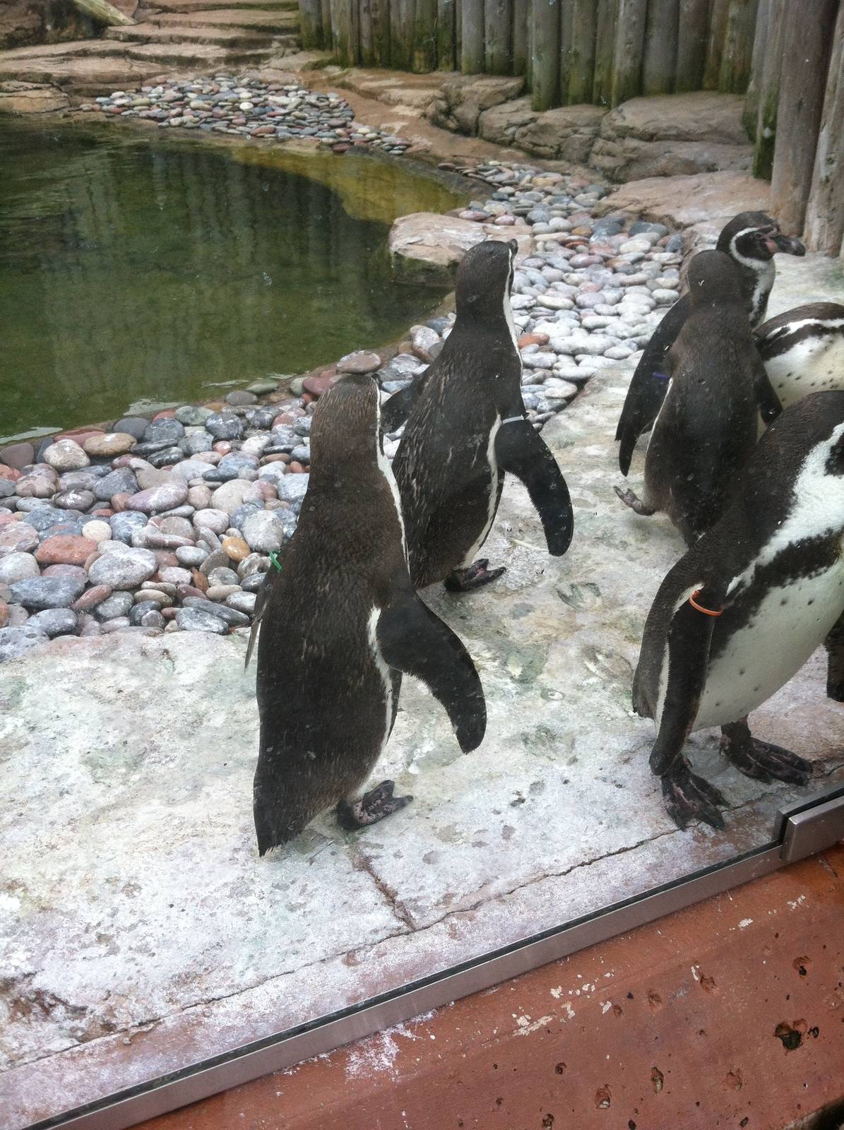 Humboldt Penguins