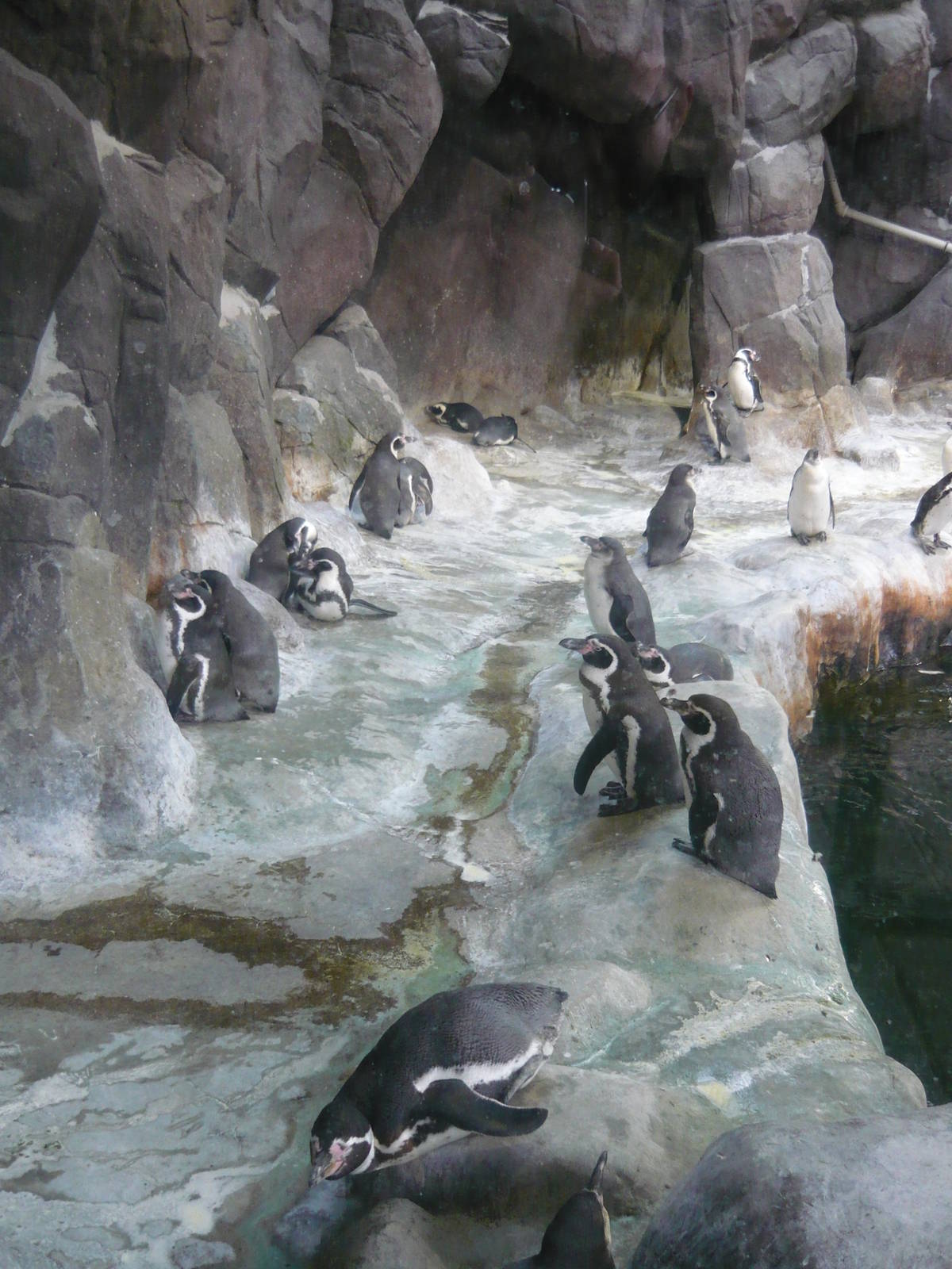 Humboldt penguins