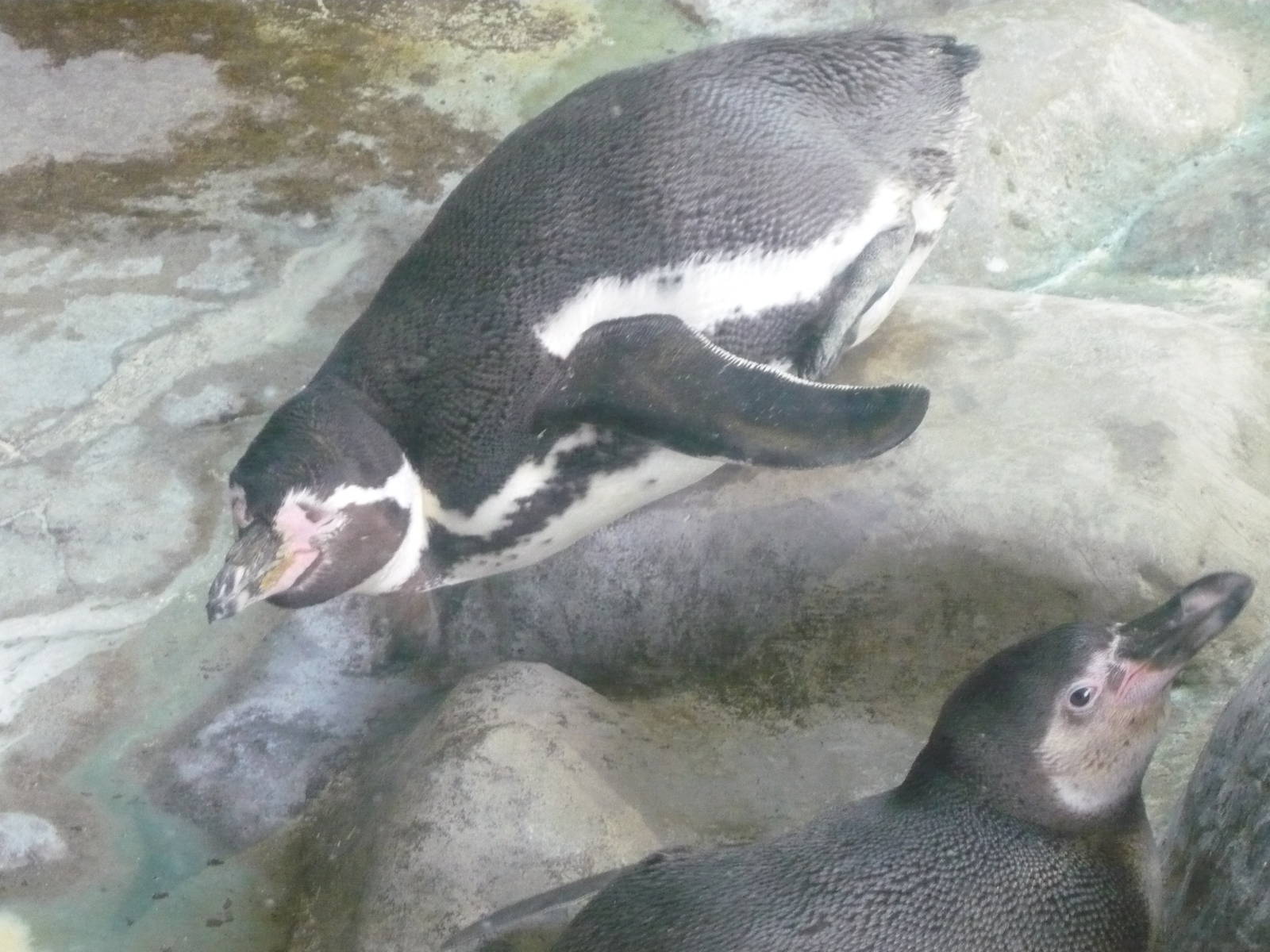 Humboldt penguins