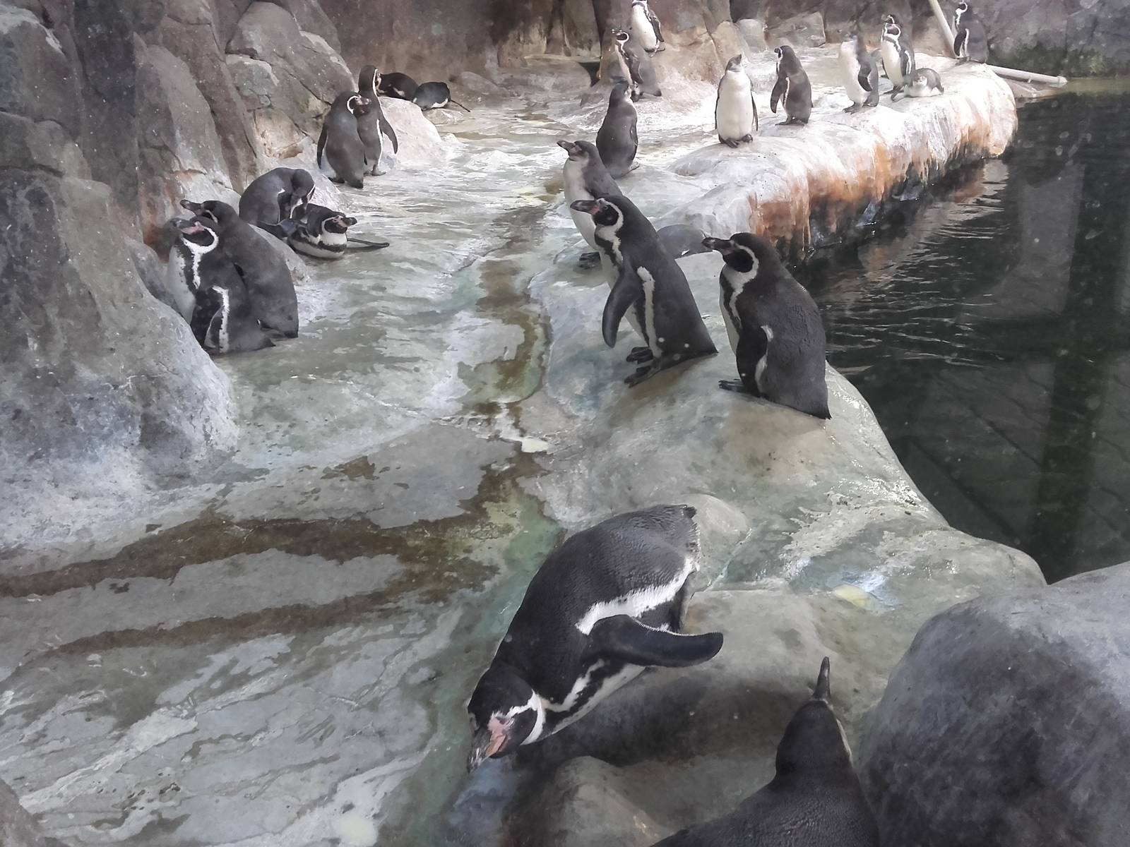 Humboldt penguins