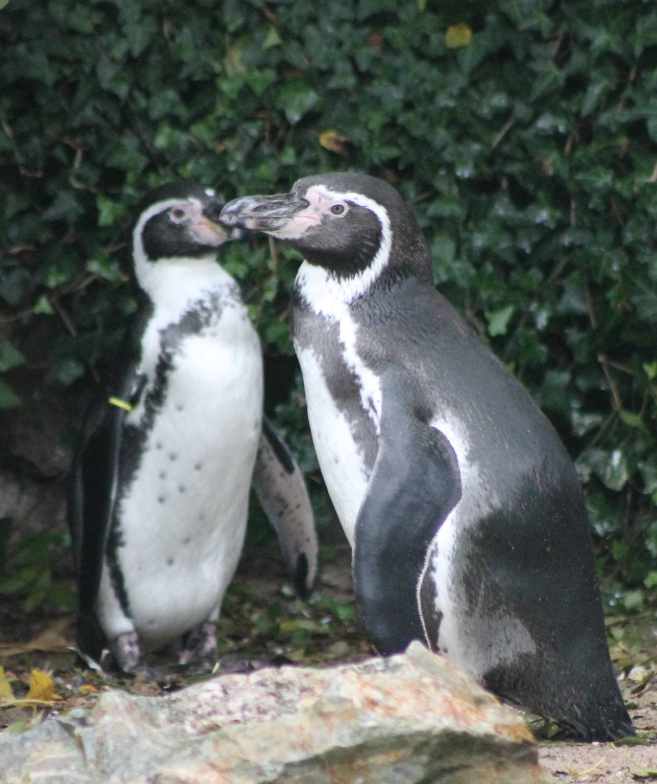 Humboldt penguins
