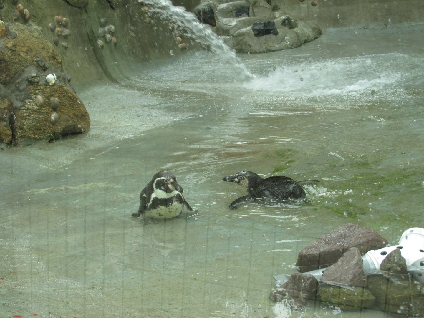 humboldt penguins